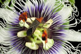 Christian Ziegler - Flag-footed Bug on passion flower, Barro Colorado Island, Panama