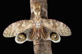 Christian Ziegler - Lantern Bug with false eye spots on its wings, Barro Colorado Island, Panama