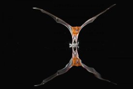 Christian Ziegler - Greater Bulldog Bat fishing, Smithsonian Tropical Research Station, Barro Colorado Island, Panama