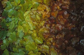 Christian Ziegler - European Beech leaves showing gradual change of colors in fall, Jasmund National Park, Ruegen, Germany