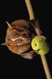 Christian Ziegler - Great Fruit-eating Bat feeding on fig, Smithsonian Tropical Research Station, Barro Colorado Island, Panama