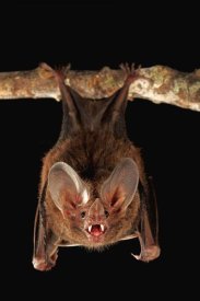 Christian Ziegler - Fringe-lipped Bat roosting and calling, Smithsonian Tropical Research Station, Barro Colorado Island, Panama