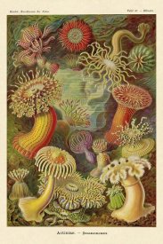 Ernst Haeckel - Haeckel Nature Illustrations: Actiniae