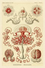 Ernst Haeckel - Haeckel Nature Illustrations: Anthomedusae
