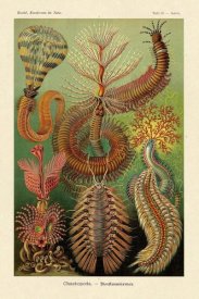 Ernst Haeckel - Haeckel Nature Illustrations: Worms