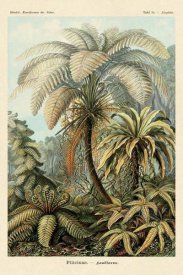 Ernst Haeckel - Haeckel Nature Illustrations: Ferns