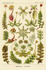 Ernst Haeckel - Haeckel Nature Illustrations: Corals