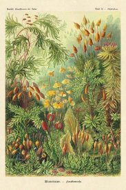 Ernst Haeckel - Haeckel Nature Illustrations: Muscinae