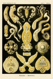 Ernst Haeckel - Haeckel Nature Illustrations: Flatworms