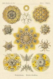 Ernst Haeckel - Haeckel Nature Illustrations: Polycytaria Radiolaria