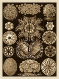Ernst Haeckel - Haeckel Nature Illustrations: Ascidiae - Sepia Tint