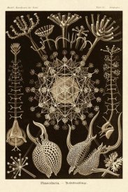 Ernst Haeckel - Haeckel Nature Illustrations: Phaeodaria radiolarians - Sepia Tint