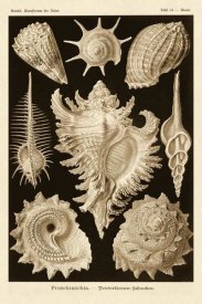 Ernst Haeckel - Haeckel Nature Illustrations: Gastropods - Sepia Tint
