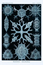 Ernst Haeckel - Haeckel Nature Illustrations: Spumellaria - Blue-Green Tint