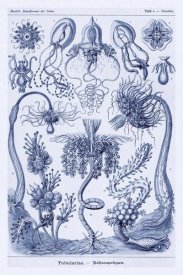 Ernst Haeckel - Haeckel Nature Illustrations: Cephlopods - Dark Blue Tint