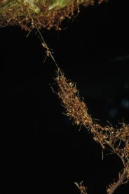 Mark Moffett - Weaver Ants forming a bridge, Papua New Guinea