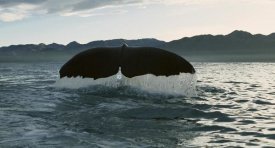 Flip Nicklin - Sperm Whale diving, New Zealand