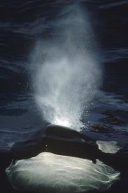 Flip Nicklin - Orca surfacing, British Columbia, Canada