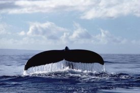Flip Nicklin - Humpback Whale tail