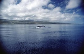 Flip Nicklin - Humpback Whale tail slap, Hawaii