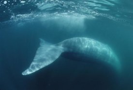 Flip Nicklin - Blue Whale , Sea of Cortez, Mexico