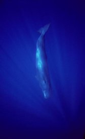 Flip Nicklin - Sperm Whale diving, Indian Ocean