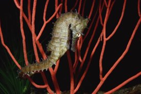Flip Nicklin - Seahorse on coral, North America