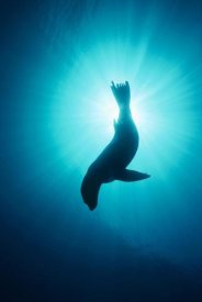 Flip Nicklin - California Sea Lion underwater, Channel Islands National Park, California
