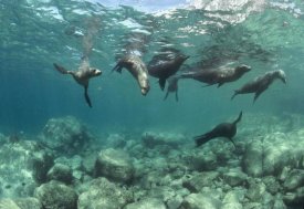 Flip Nicklin - California Sea Lions playing underwater, Isla Espiritu Santo, Baja, Mexico