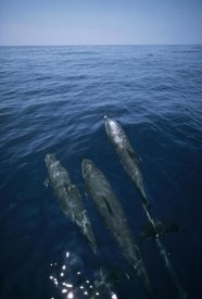 Flip Nicklin - Bottlenose Dolphin trio surfacing, Shark Bay, Australia