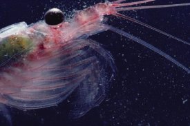 Flip Nicklin - Antarctic Krill, Antarctica