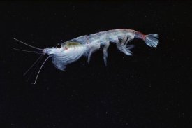 Flip Nicklin - Antarctic Krill, Antarctica
