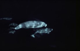 Flip Nicklin - Beluga group underwater