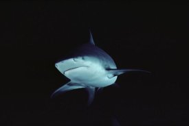 Flip Nicklin - Bull Shark underwater portrait, North America