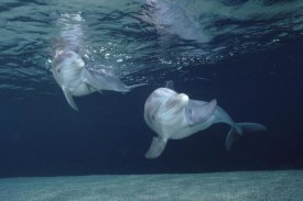 Flip Nicklin - Bottlenose Dolphin underwater pair, Hawaii