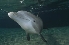 Flip Nicklin - Bottlenose Dolphin underwater portrait, Hawaii