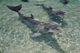 Flip Nicklin - Bottlenose Dolphin pair in shallow lagoon, Waikoloa Hyatt, Hawaii