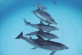 Flip Nicklin - Bottlenose Dolphin swimming with pod of Atlantic Spotted Dolphins, Bahamas