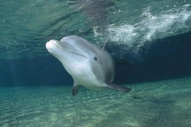 Flip Nicklin - Bottlenose Dolphin, Hawaii