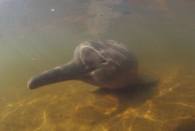 Flip Nicklin - Amazon River Dolphin, underwater portrait, Brazil