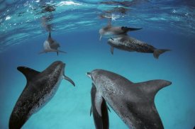 Flip Nicklin - Atlantic Spotted Dolphin, group of adults and juveniles, Bahamas