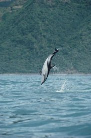 Flip Nicklin - Dusky Dolphin jumping, Kaikoura, New Zealand