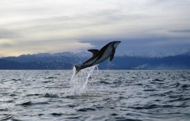 Flip Nicklin - Dusky Dolphin leaping, New Zealand