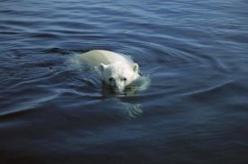 Flip Nicklin - Polar Bear swimming, Wager Bay, Canada