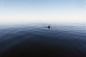 Flip Nicklin - Bottlenose Dolphin surfacing, Shark Bay, Australia