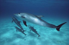 Flip Nicklin - Atlantic Spotted Dolphin pod swimming underwater, Bahamas