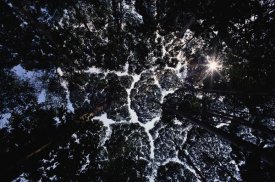 Mark Moffett - Crown shyness, Selangor, Peninsular Malaysia