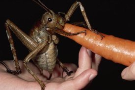 Mark Moffett - Giant Weta eating a carrot, Little Barrier Island, New Zealand