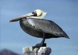 Larry Minden - Brown Pelican profile, perching, San Carlos, Mexico