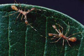 Mark Moffett - Kerengga Ant-like Jumper males fighting, Sri Lanka